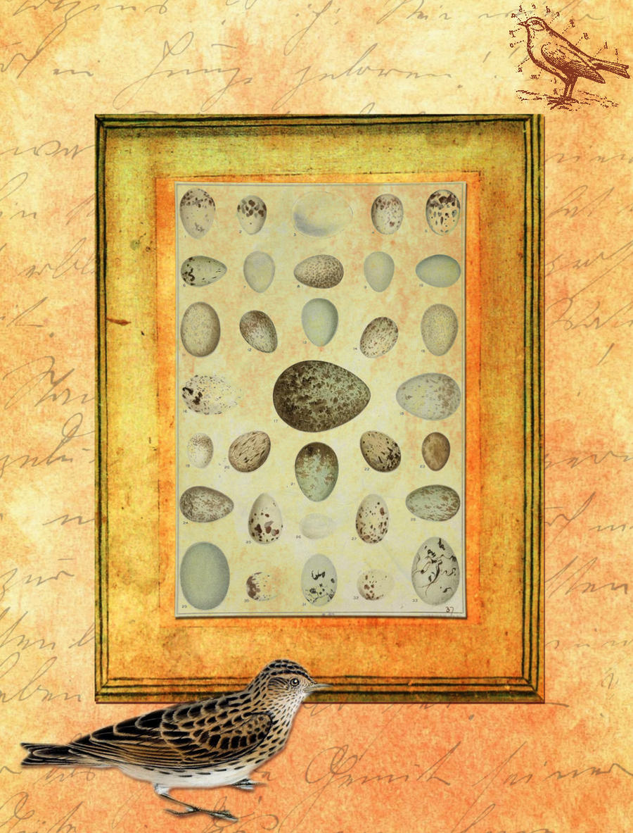 ATC Background Bird and Eggs