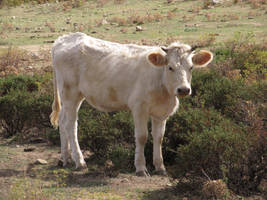 Cow Stock