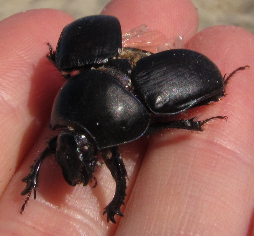 Dung Beetle Stock