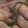 Gecko Lizard Stock
