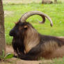 ram - buck - horned animal