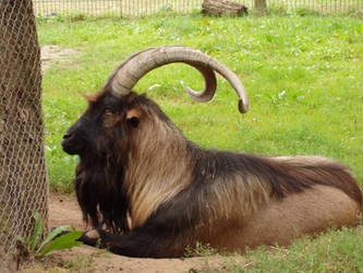 ram - buck - horned animal