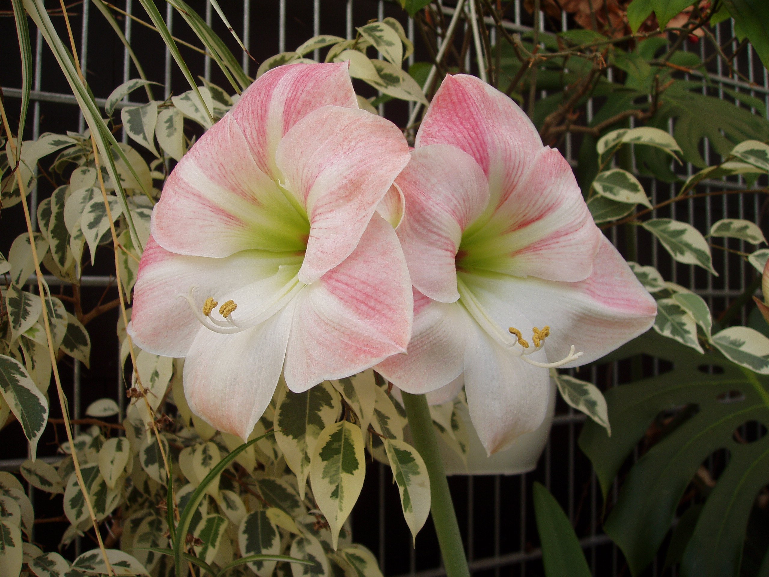 amaryllis II