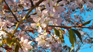 The Cherry Blossoms