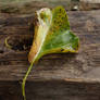 Leaf on wood