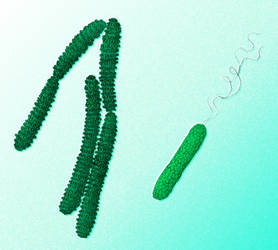 Algal Bacteria