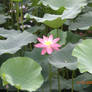 Lotus Garden