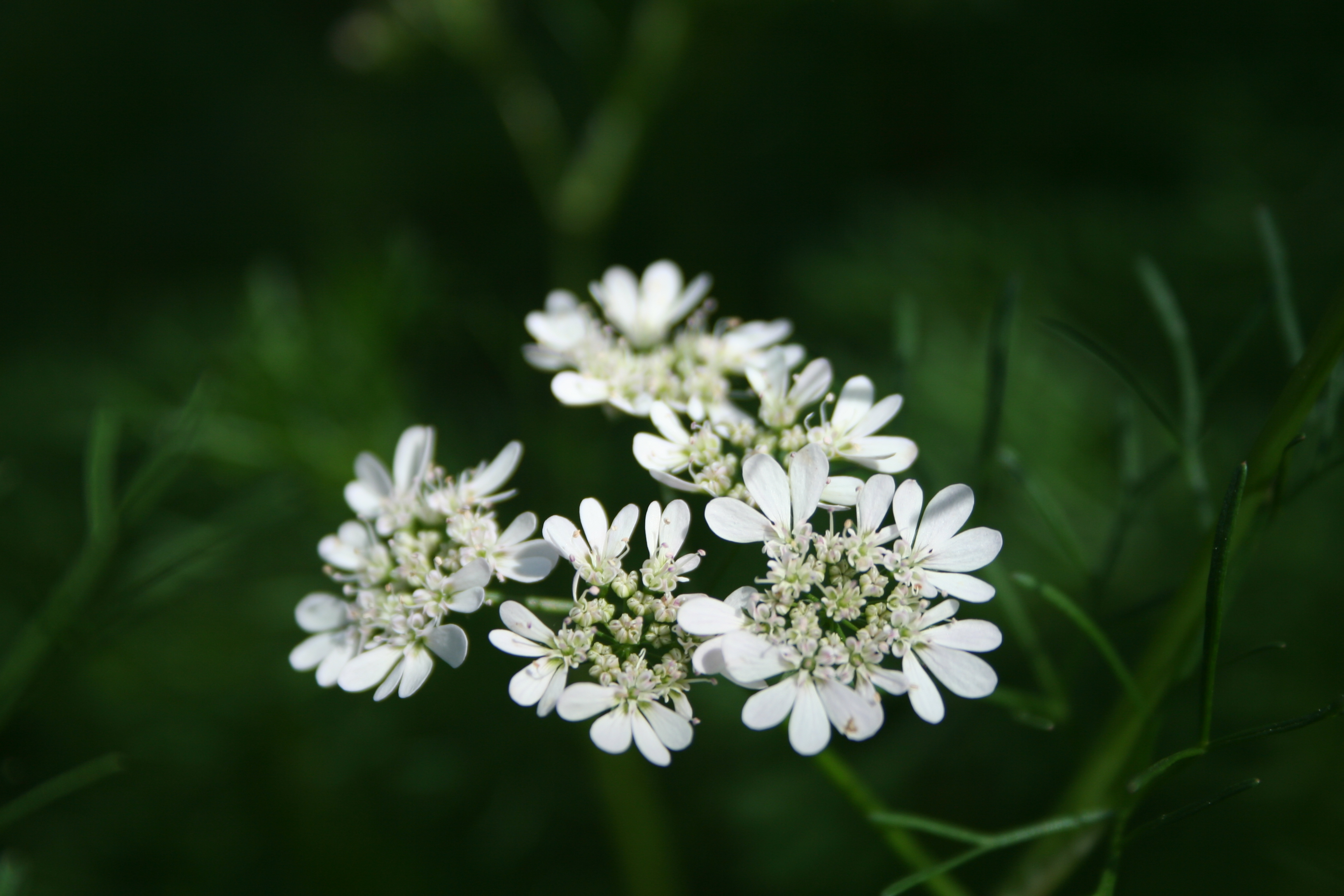 Cilantro