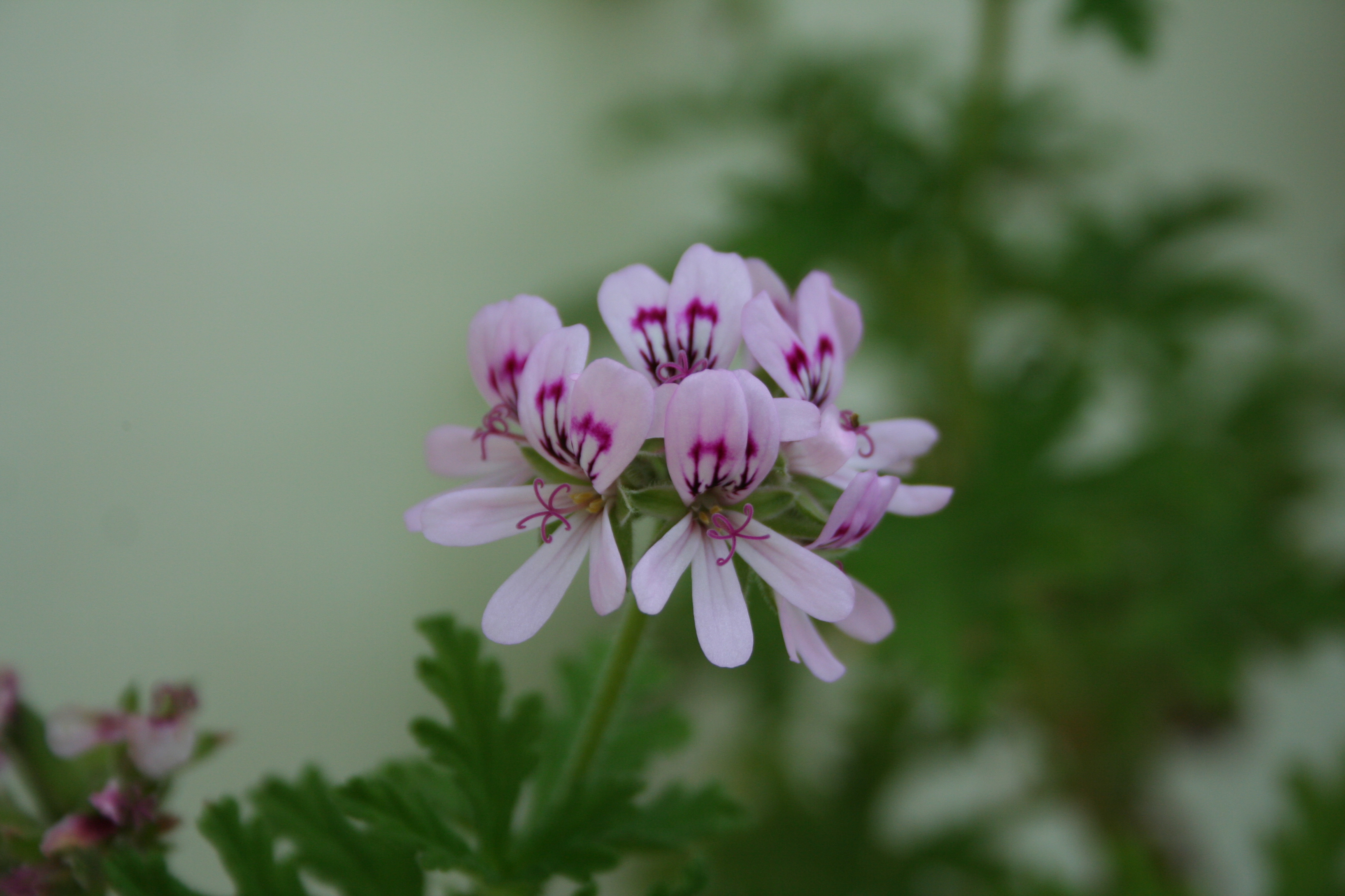 Citronella