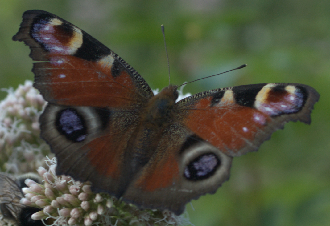 Admiral butterfly