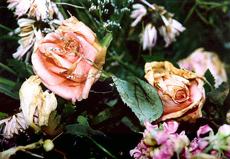 Wilted Roses By Crimsonrage On Deviantart Wilted Roses By Crimsonrage On Deviantart