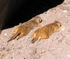 Meerkat Flop