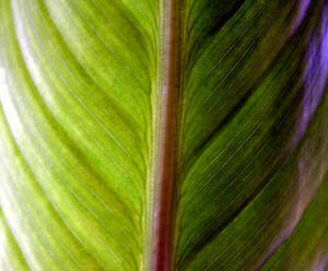 Canna Leaf