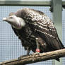 ruppell's griffon vulture