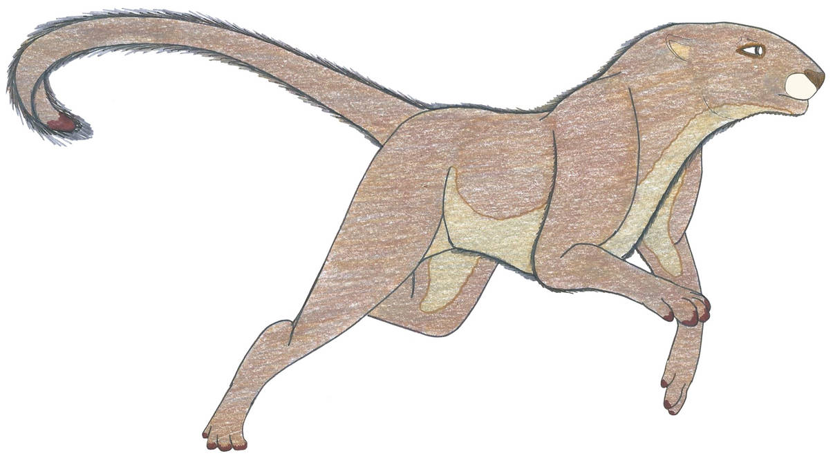 Miracinonyx by Suchomimus62 on DeviantArt