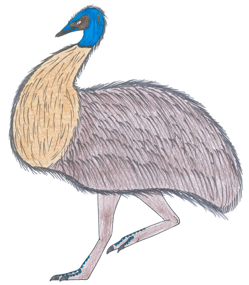 Kangaroo Island emu by Suchomimus62 on DeviantArt