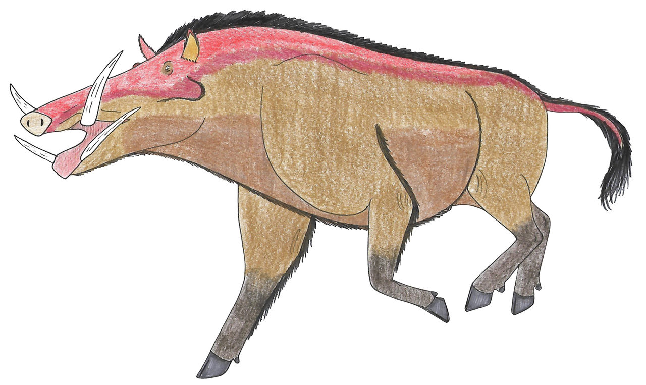 Metridiochoerus by Suchomimus62 on DeviantArt