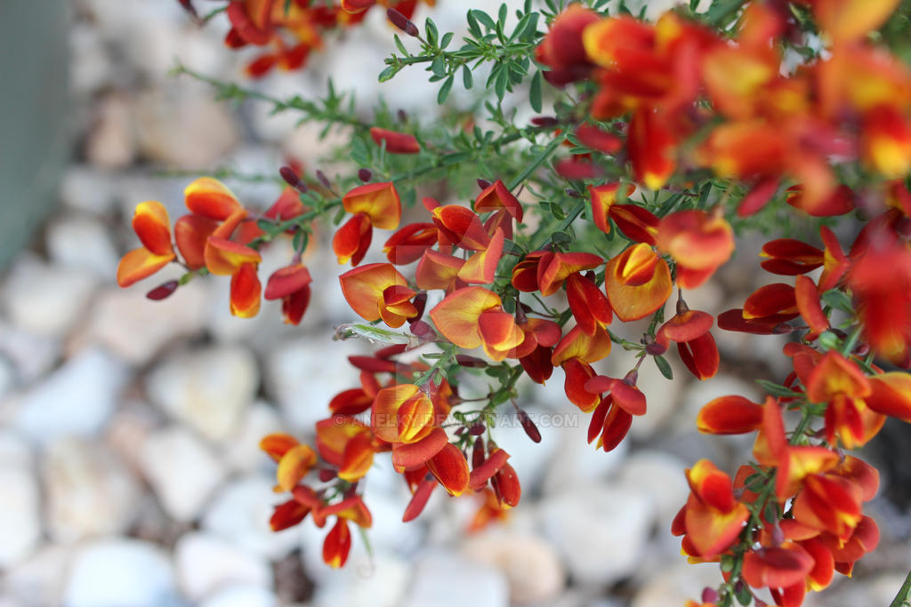 lena scotch broom in winter
