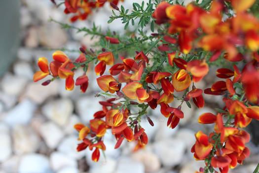 Lena Scotch Broom