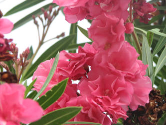 Pink Flowers