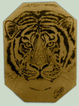 Tiger - Pyrography