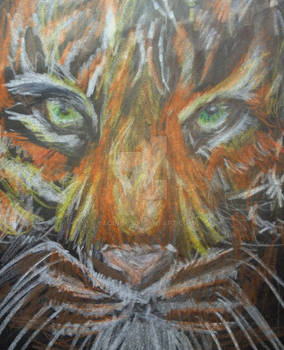 Tiger with prismacolor