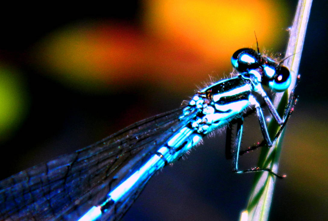 Azure damsel 2 by exatly on DeviantArt