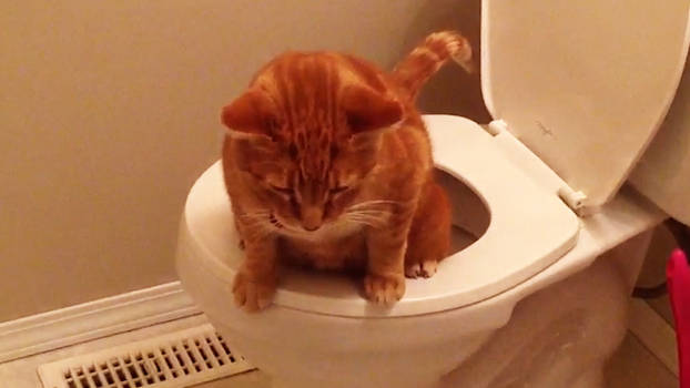 Felix on the toilet