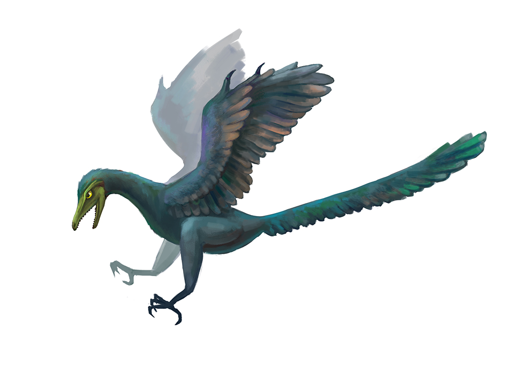 Archaeopteryx by Ephy-Drow on DeviantArt