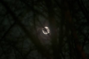 Moon-Behind-The-Tree