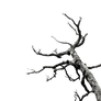 Dead Tree/Branches Stock (png)