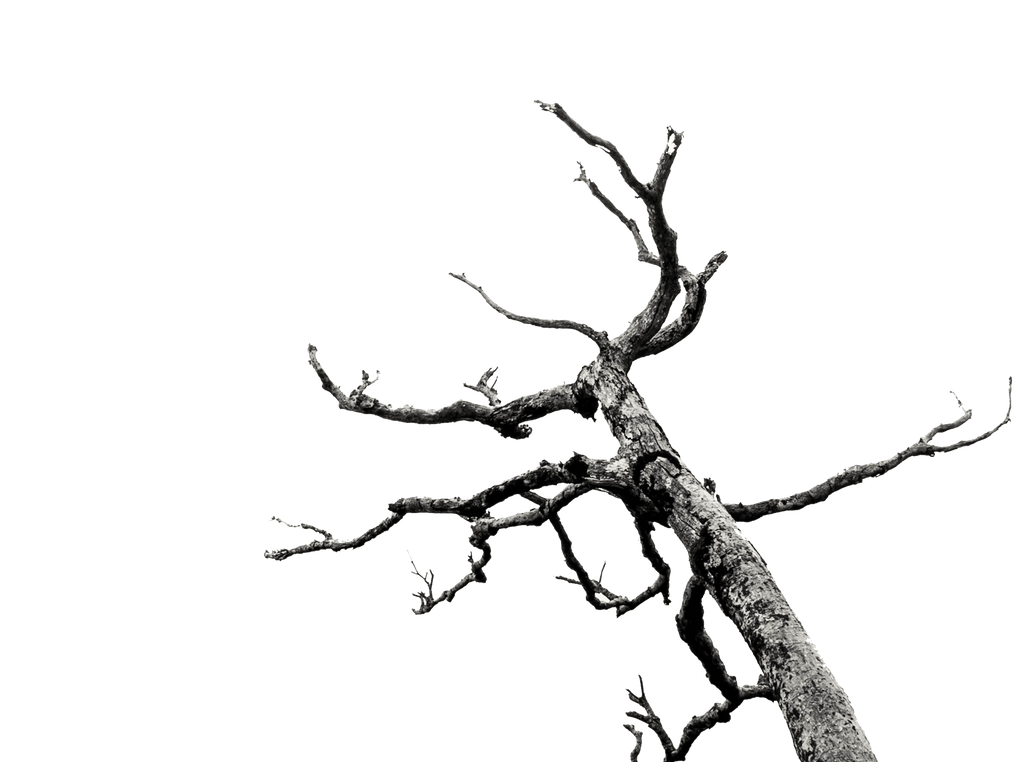Branch tree dead branches photoeverywhere these Branch tree dead branches photoeverywhere these