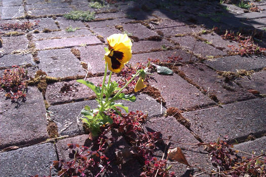 Yellow Flowers