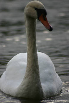 Swan