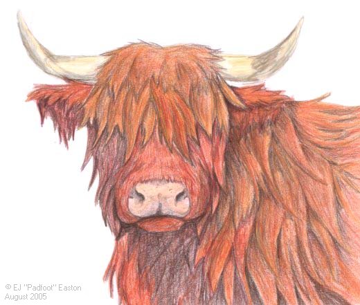 wallpapers How To Draw A Highland Cow Face Step By Step trb highland cow by dogzilla on deviantart