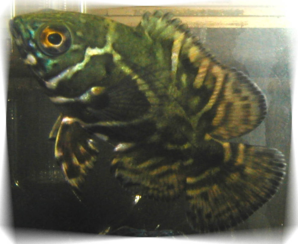 cannibal fish by thrashedjuggalo on DeviantArt
