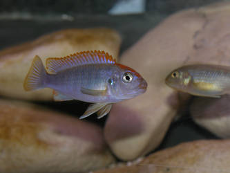 Pseudotropheus Perspicax