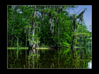 The Beautiful Green Of The Swamp