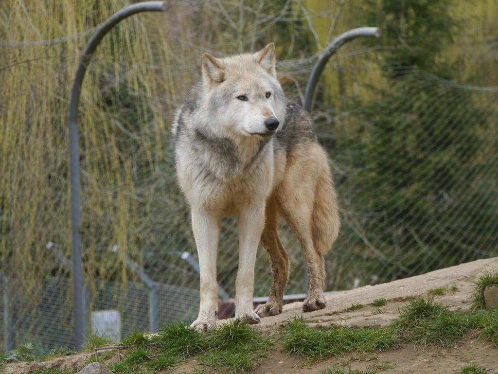 Wolf Portrait