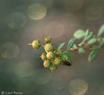 Unborn - bokeh by uae4u
