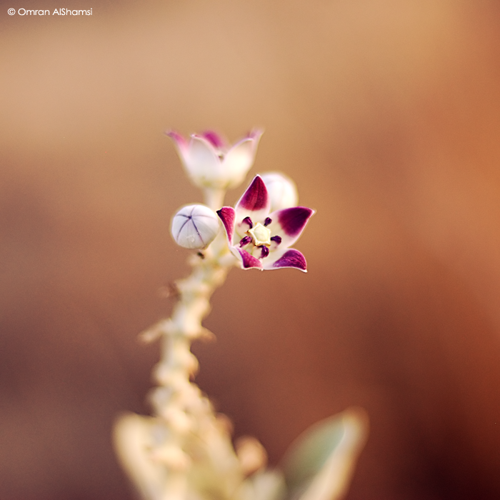 A Star by uae4u A Star by uae4u