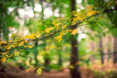 Autumn Leaves 2 by uae4u