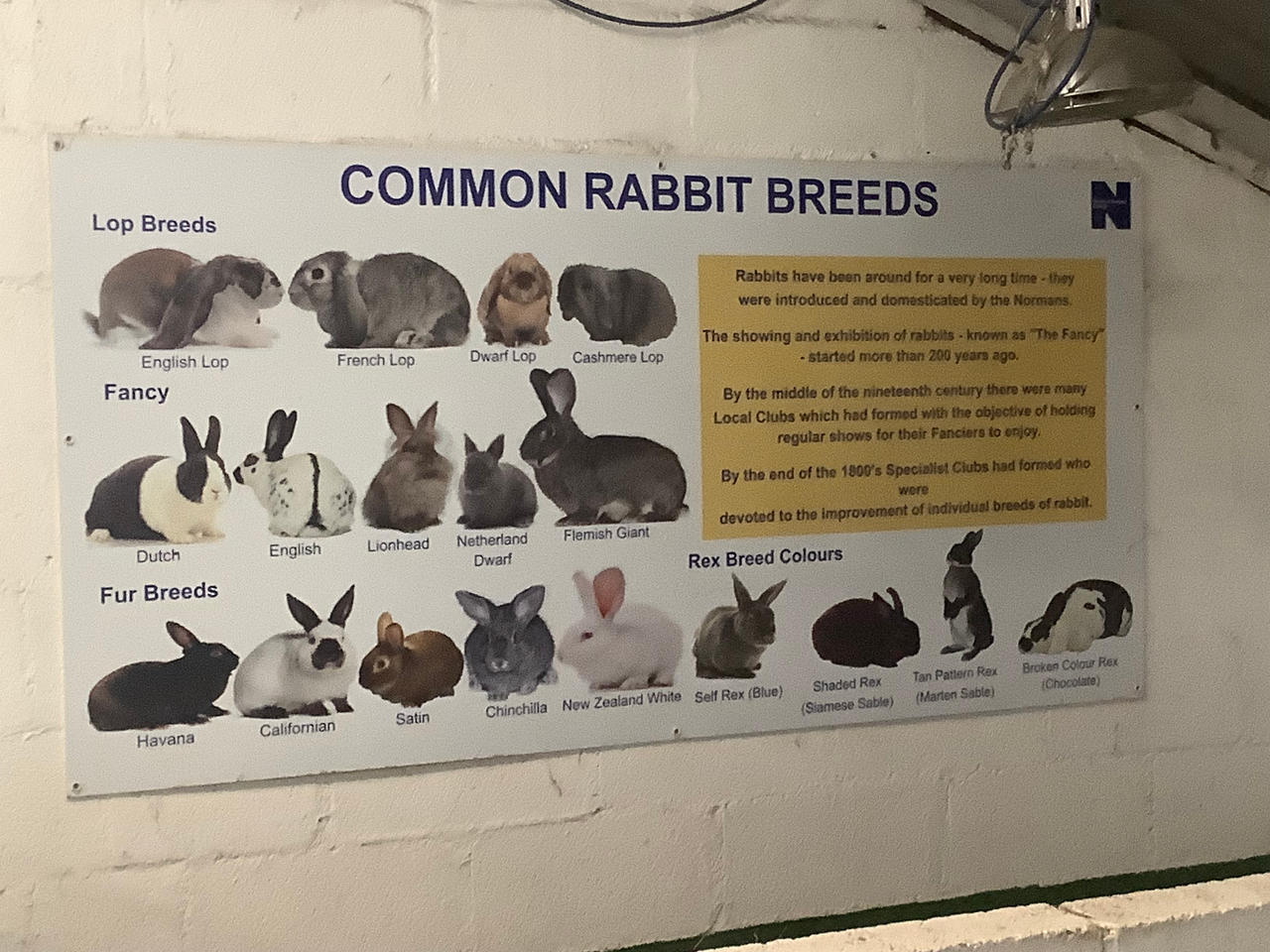 Common Rabbit Breeds List by Awesomesuzy11 on DeviantArt