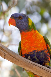 Rainbow Lorikeet