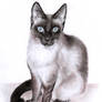 Siamese Cat