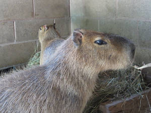 I am Capybara!