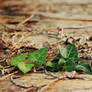 Leaf on the Ground