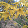 yellow tree flowers