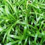 Grass on the ground