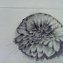 Chrysanthemum study